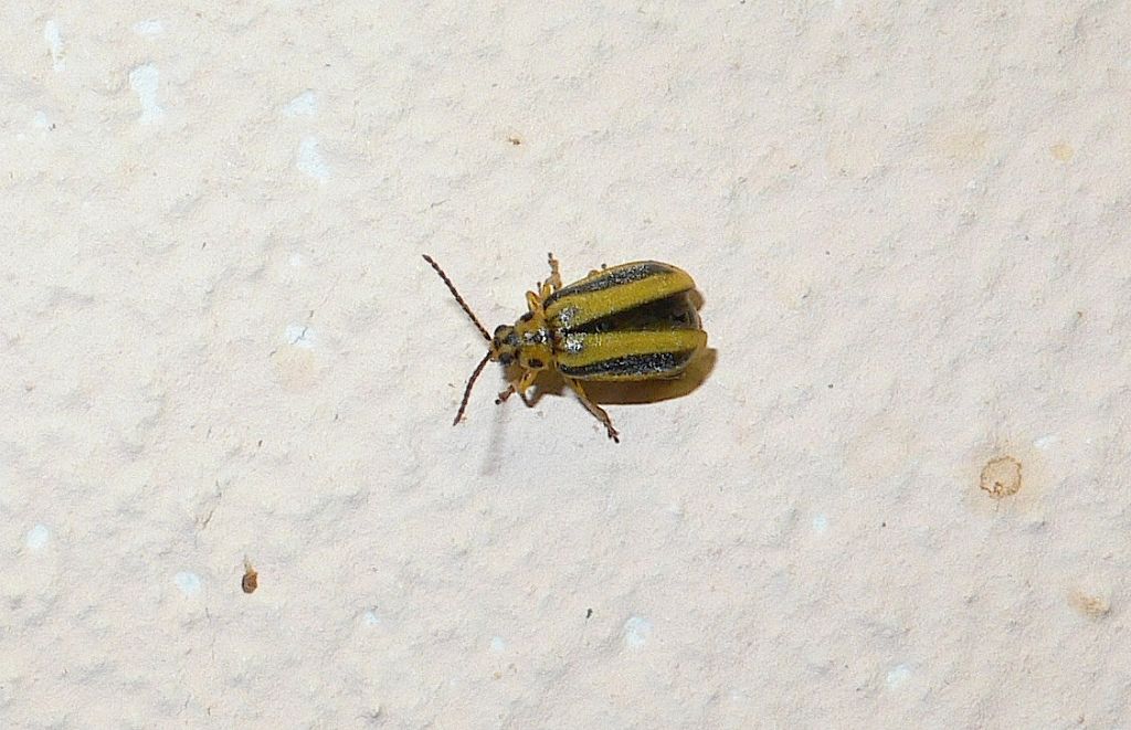 ID 16: Xanthogaleruca luteola